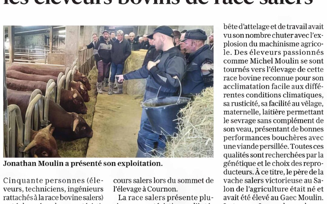 Vitalité inespérée pour les éleveurs bovins de race salers