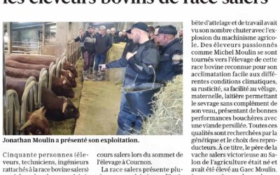 Vitalité inespérée pour les éleveurs bovins de race salers
